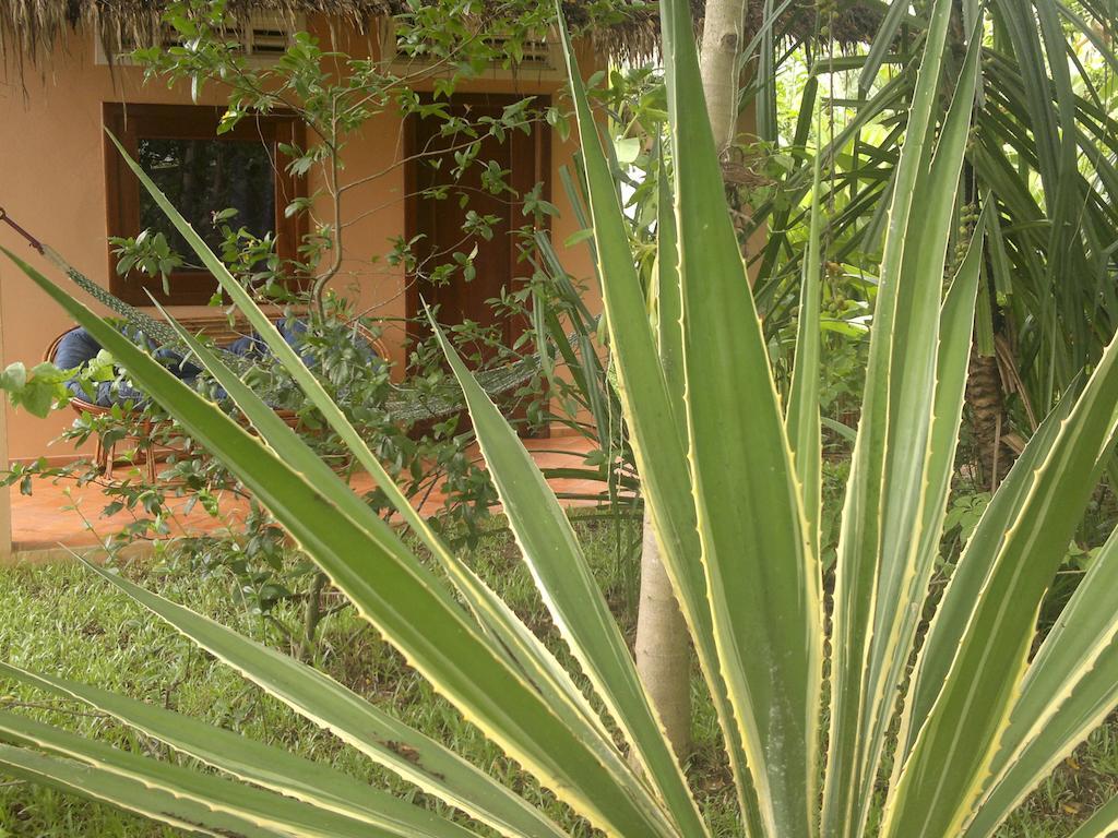 Botanica pensión Kep Exterior foto